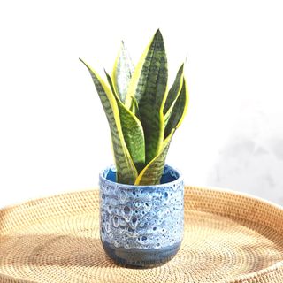 small snakeplant in blue speckled pot on rattan table