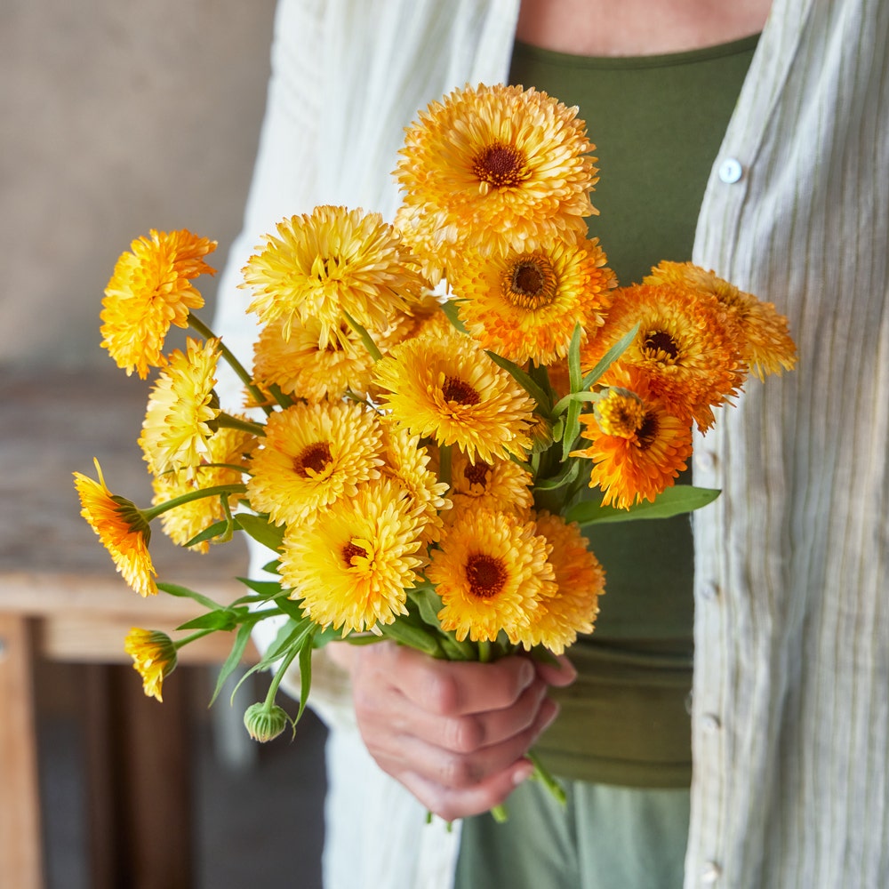 Pacific Apricot Beauty Calendula Seeds