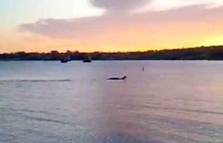 A still shot from a video that some think shows a monster in Lake Champlain in Vermont.