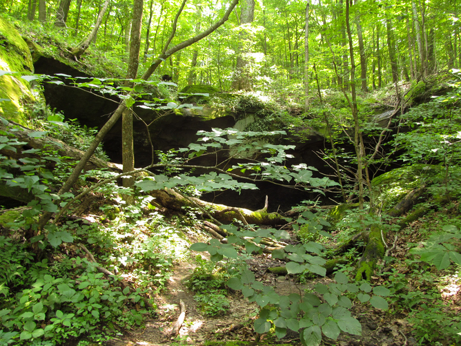 Prime millipede habitat.