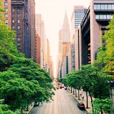 Tree lined road in large city