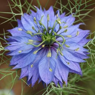 Blue Love in a Mist, Nigella Damascena Flower Seeds, 100 Count, Flower Seeds for Planting