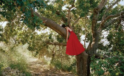 A person wearing a red max dress. The person is resting halfway up a tree. 