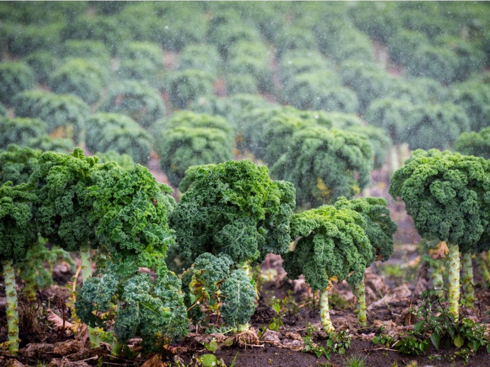 Bolting Kale Plants – What Causes Kale To Bolt | Gardening Know How