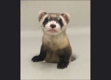 Elizabeth Ann is the first cloned black-footed ferret and first-ever cloned U.S. endangered species. Above, Elizabeth Ann at 68 days old.