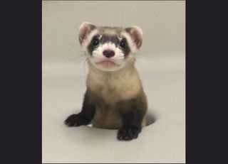 Elizabeth Ann is the first cloned black-footed ferret and first-ever cloned U.S. endangered species. Above, Elizabeth Ann at 68 days old.