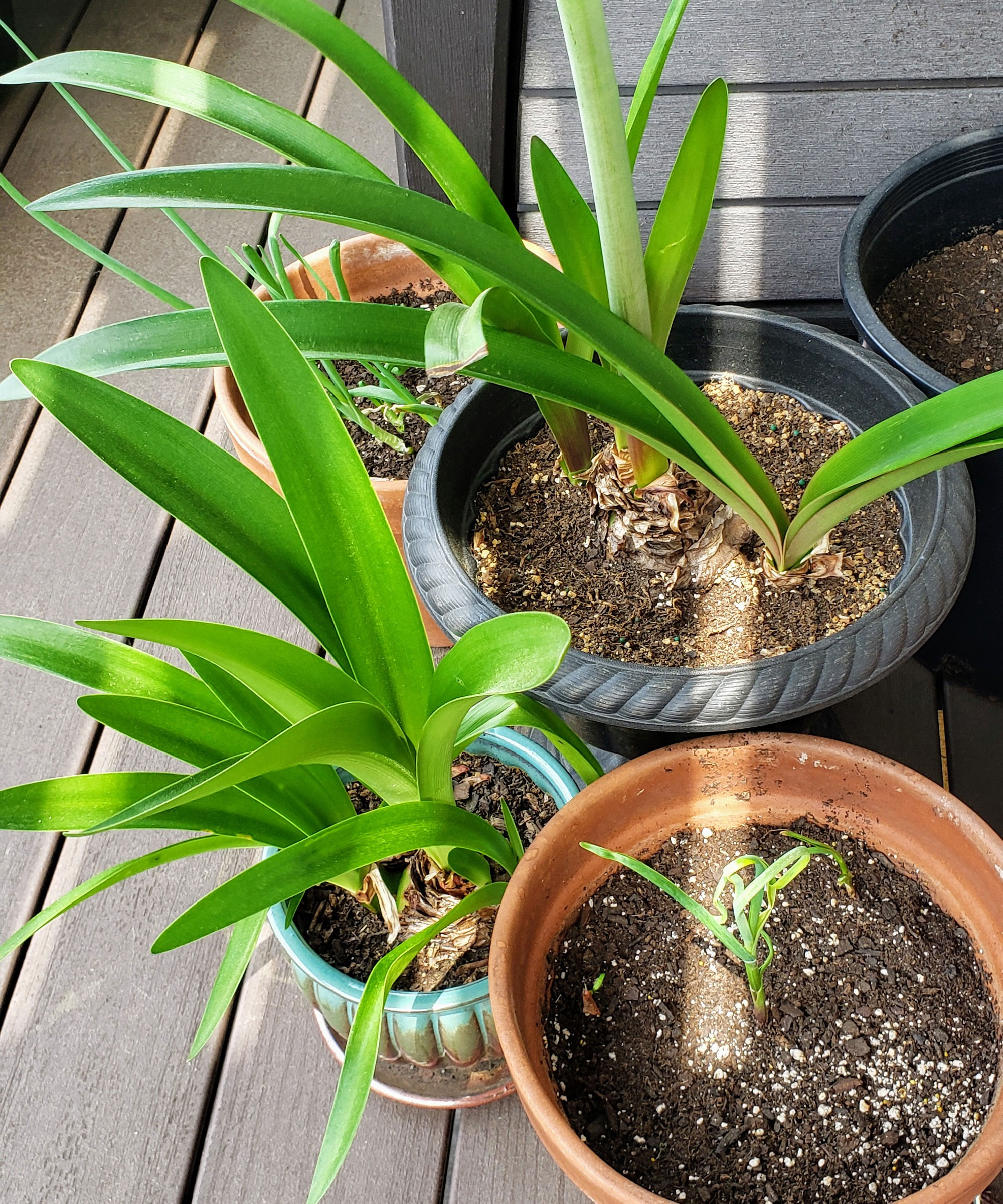 amaryllis plants in containers with foliage but no flowers
