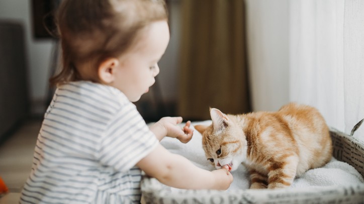 Best kitten treats - a kitten accepting a treat from a child