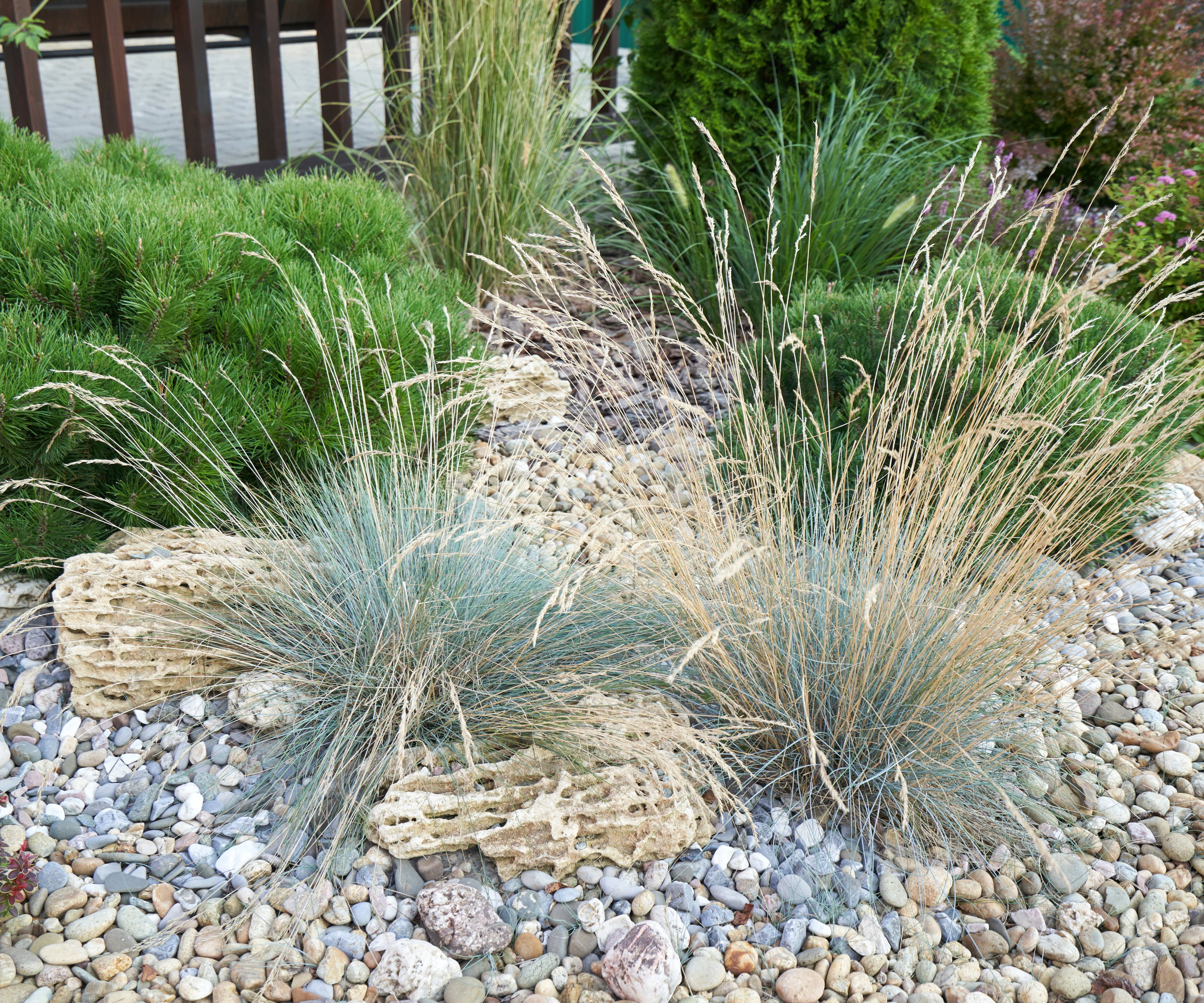 A Helictotrichon grass growing in a rock garden