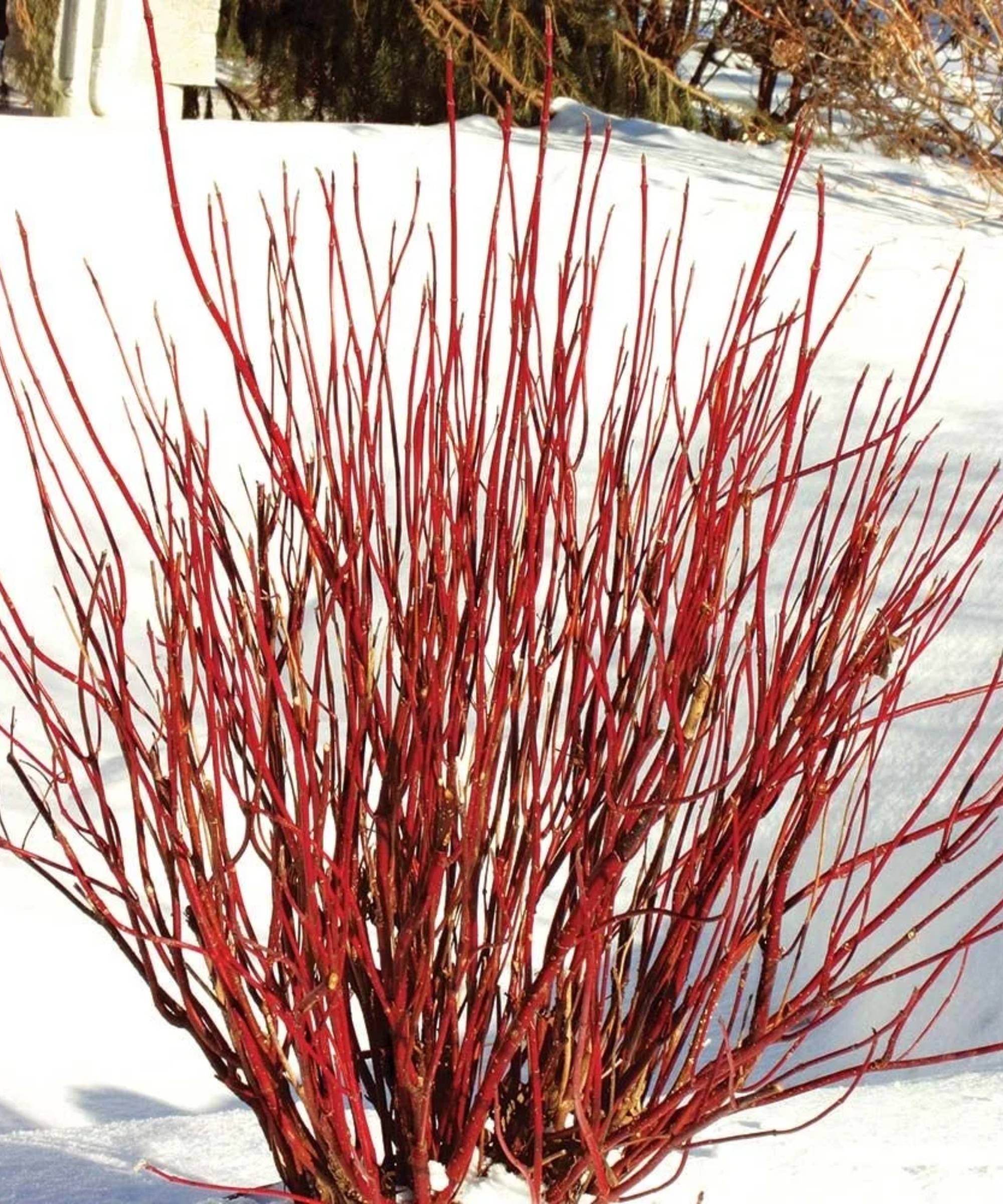Red twig dogwood in snow