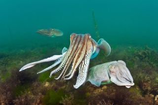 Cuttlefish.
