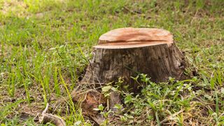 Tree stump in lawn