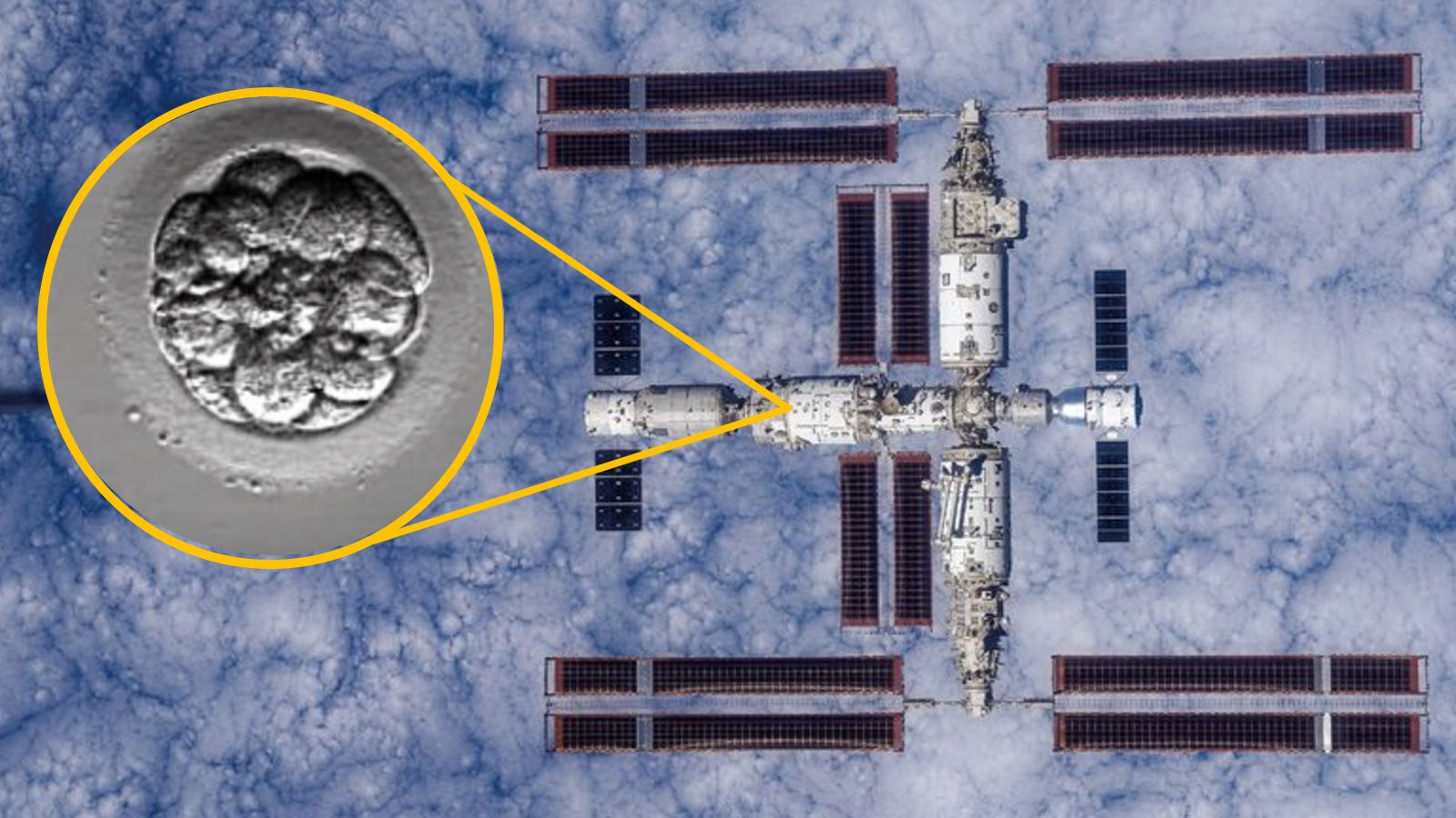 China launches ‘human artificial embryos’ to space for the first time China launches ‘human artificial embryos’ to space for the first time