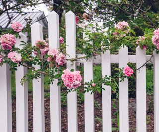 White fence with pink roses growing over it