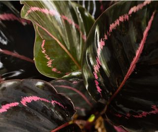 Calathea roseopicta