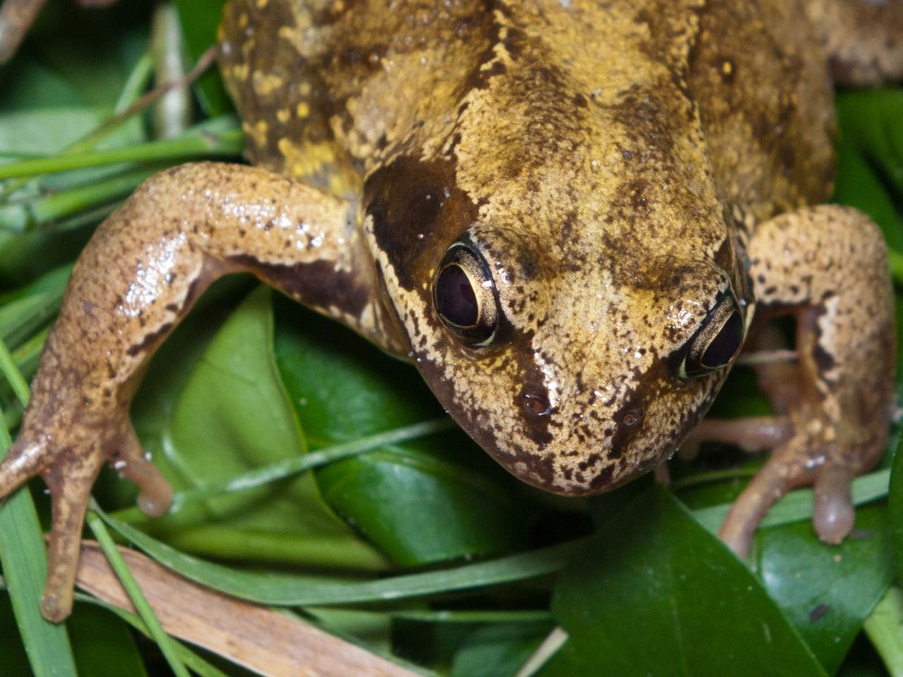 Frog on Green Leaves