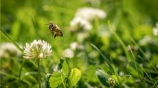White clover with bee 