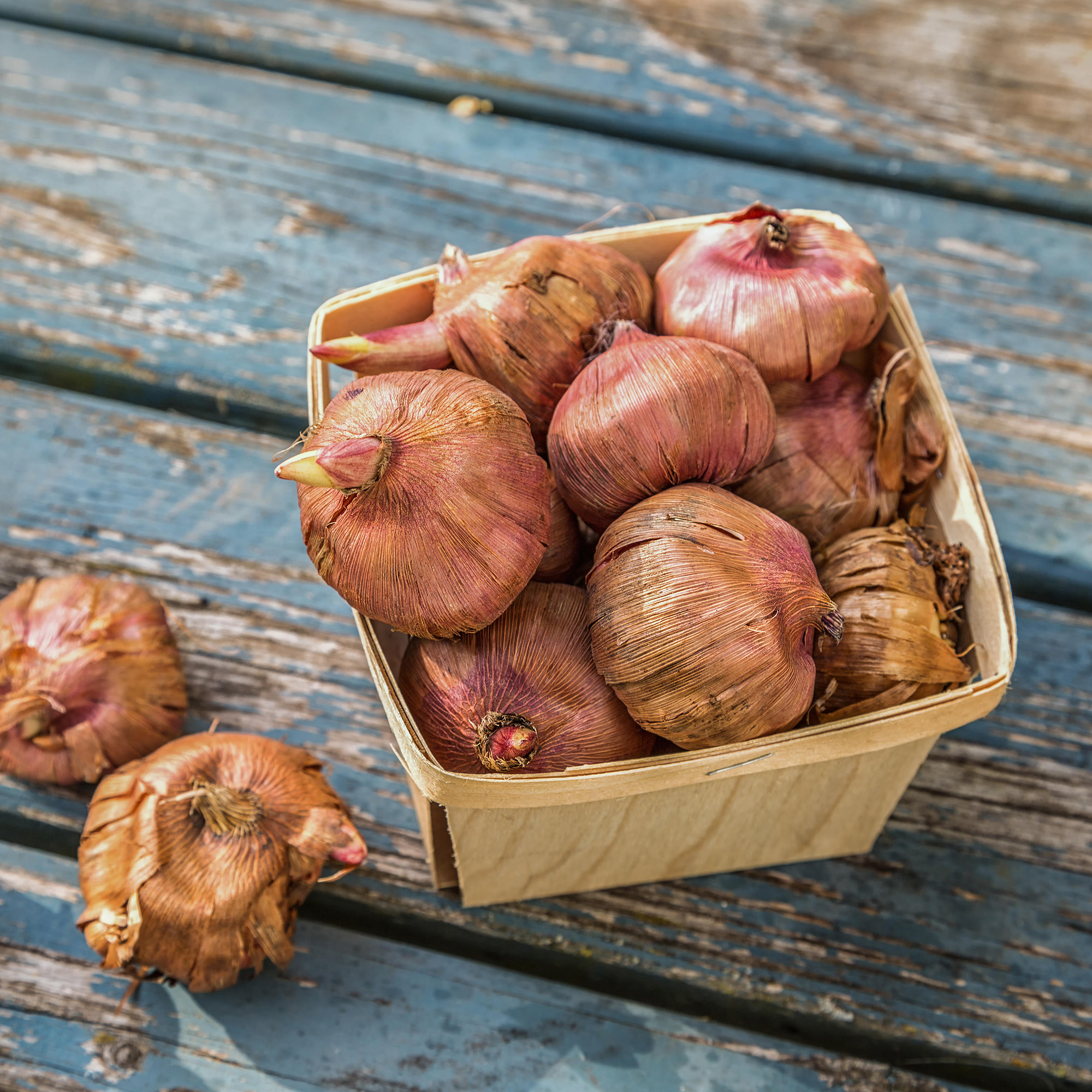 gladiolus bulbs in wooden basket on blue wooden table alamy