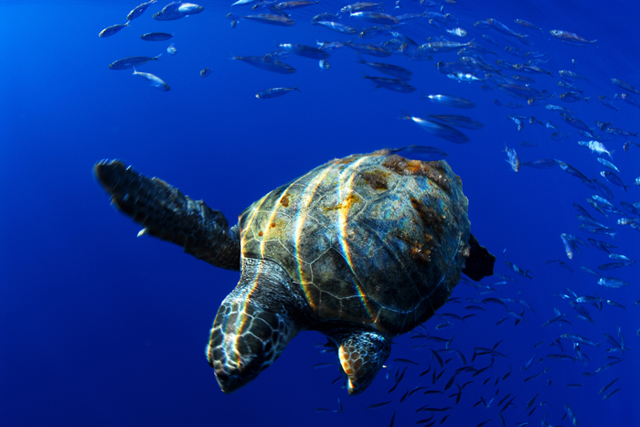 Loggerhead turtle and fish shoal