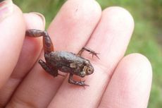 N. madreselva's distinctive markings include a dark brown "face mask."
