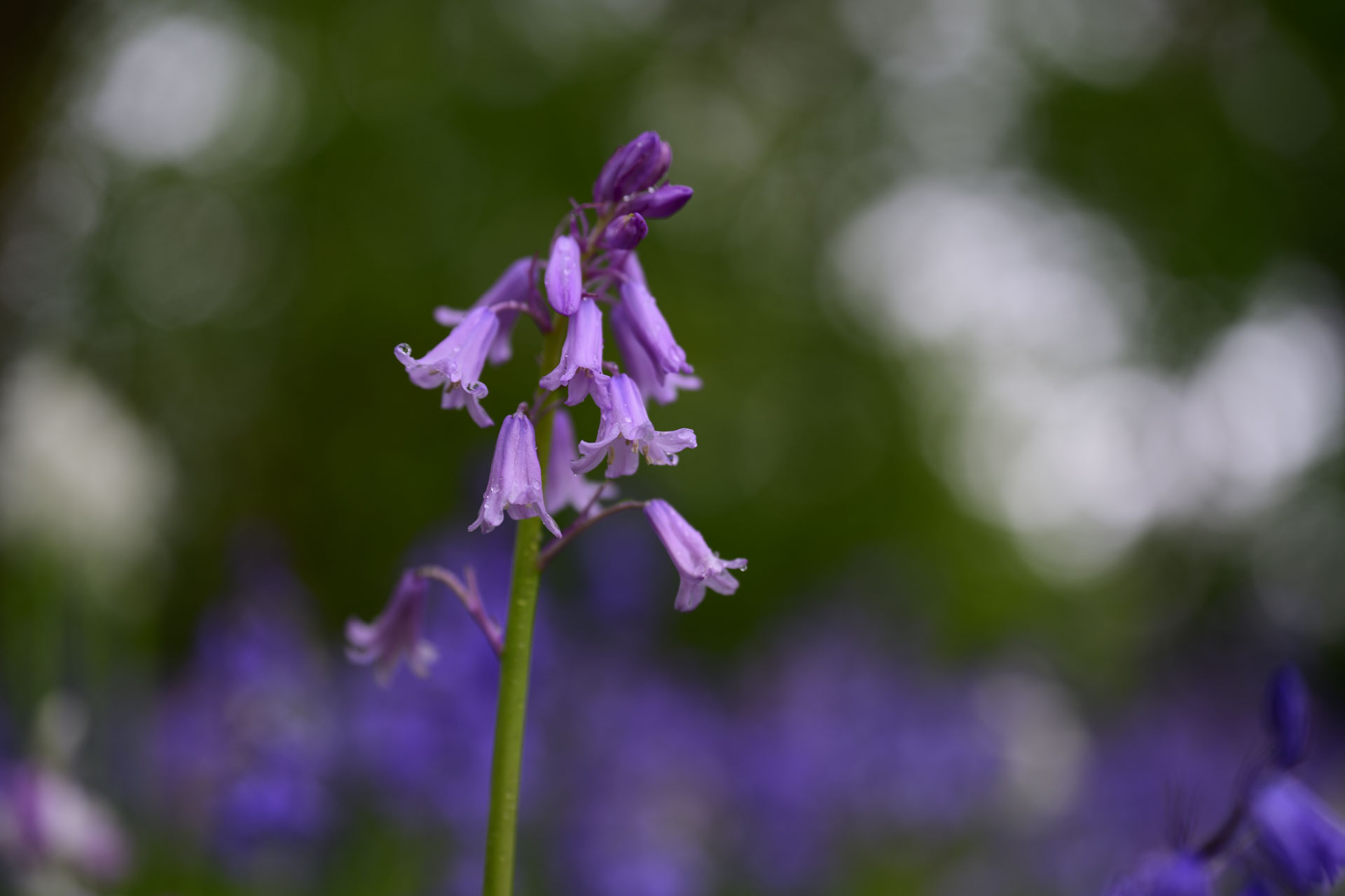 Nikon Z 70-200mm f/2.8 VR S II image gallery: closeup of bluebells in front of dappled light