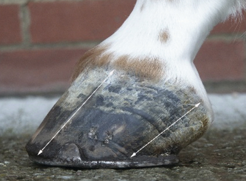 Low heel