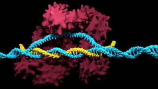 An enzyme depicted in dark pink grabs hold of a DNA strand in order to cut it; a yellow RNA strand has matched up with the DNA at the point that's destined to be cut.
