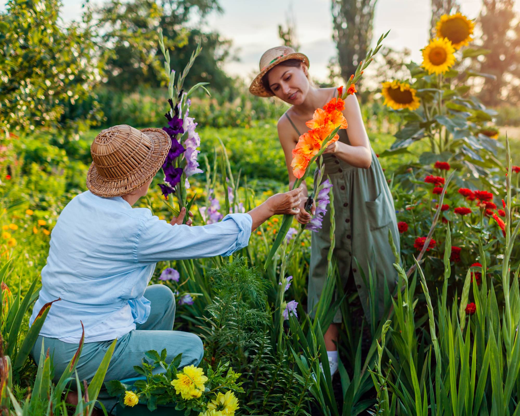 Cutting gladiolus flowers in garden
