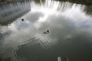 Wide angle of a duck sitting on a lake