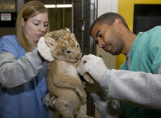 Keeper Leigh Pitsko and interim curator of Great Cats Craig Saffoe examine one of 6-year-old Nababiep's cubs.