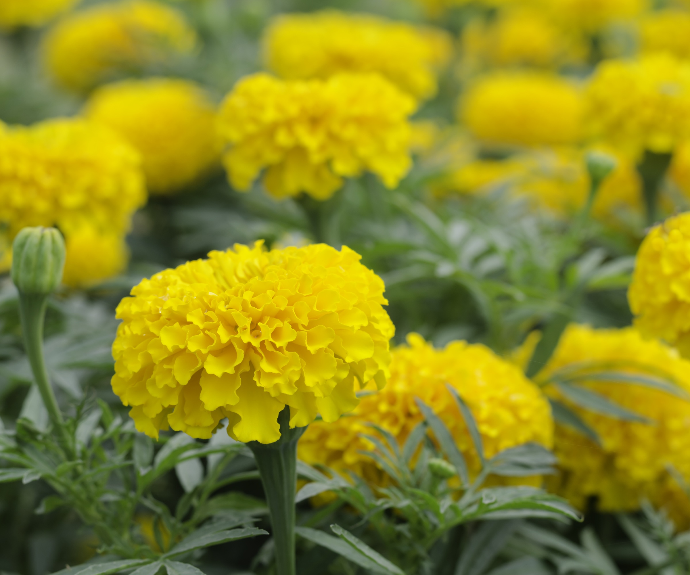 African Marigold