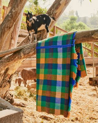 Blanket hanging on tree with goats in background