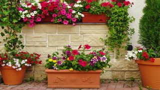 Rows of colourful potted plants in small containers on a patio and windowsill