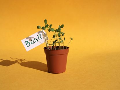 Basil Seedling Growing In A Pot