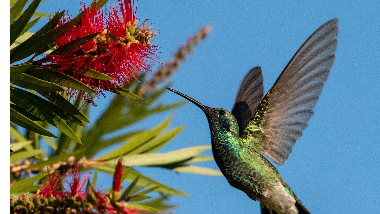 3 easy steps to protect visiting hummingbirds from the summer heat