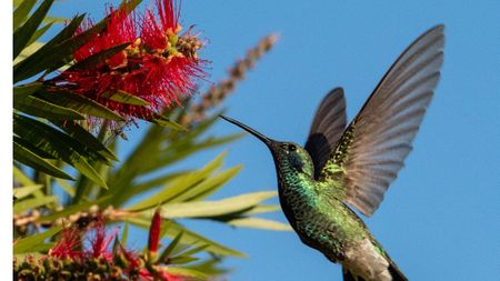 Hummingbird and red flower
