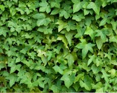 green ivy trailing close up