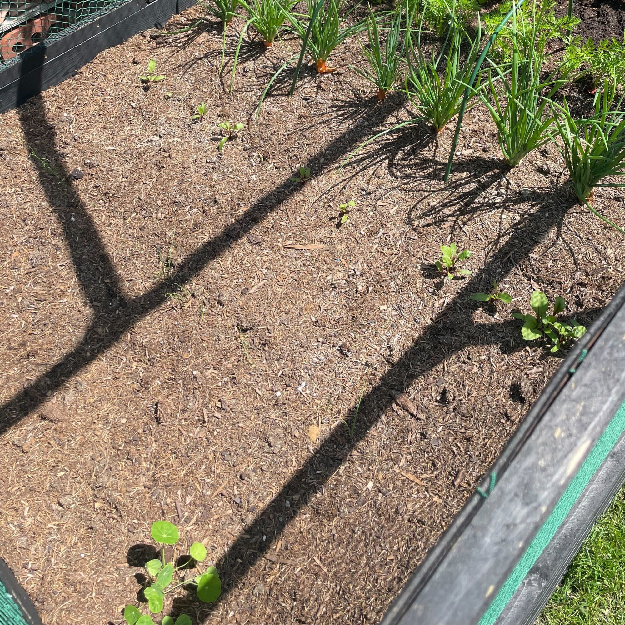 Raised vegetable bed in garden with shallots, carrots, beetroot, basil, peas and nasturtiums, surrounded by net cage