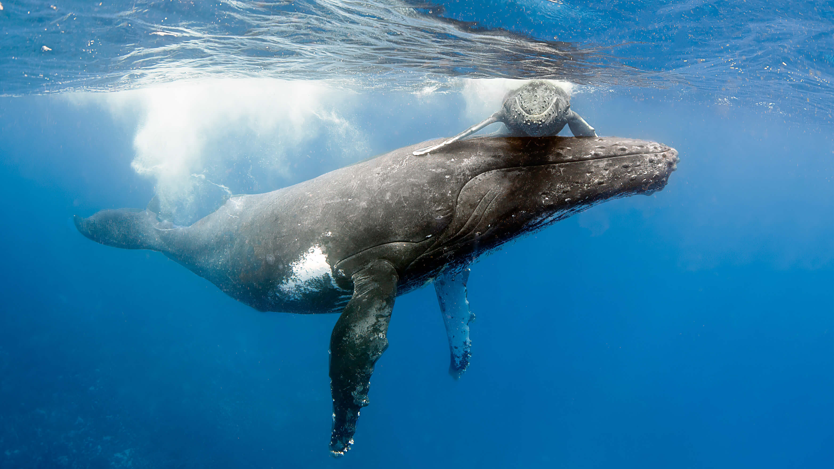 Humpback whale mother and calf underwater.