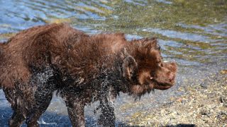 Newfoundland dog shaking water off