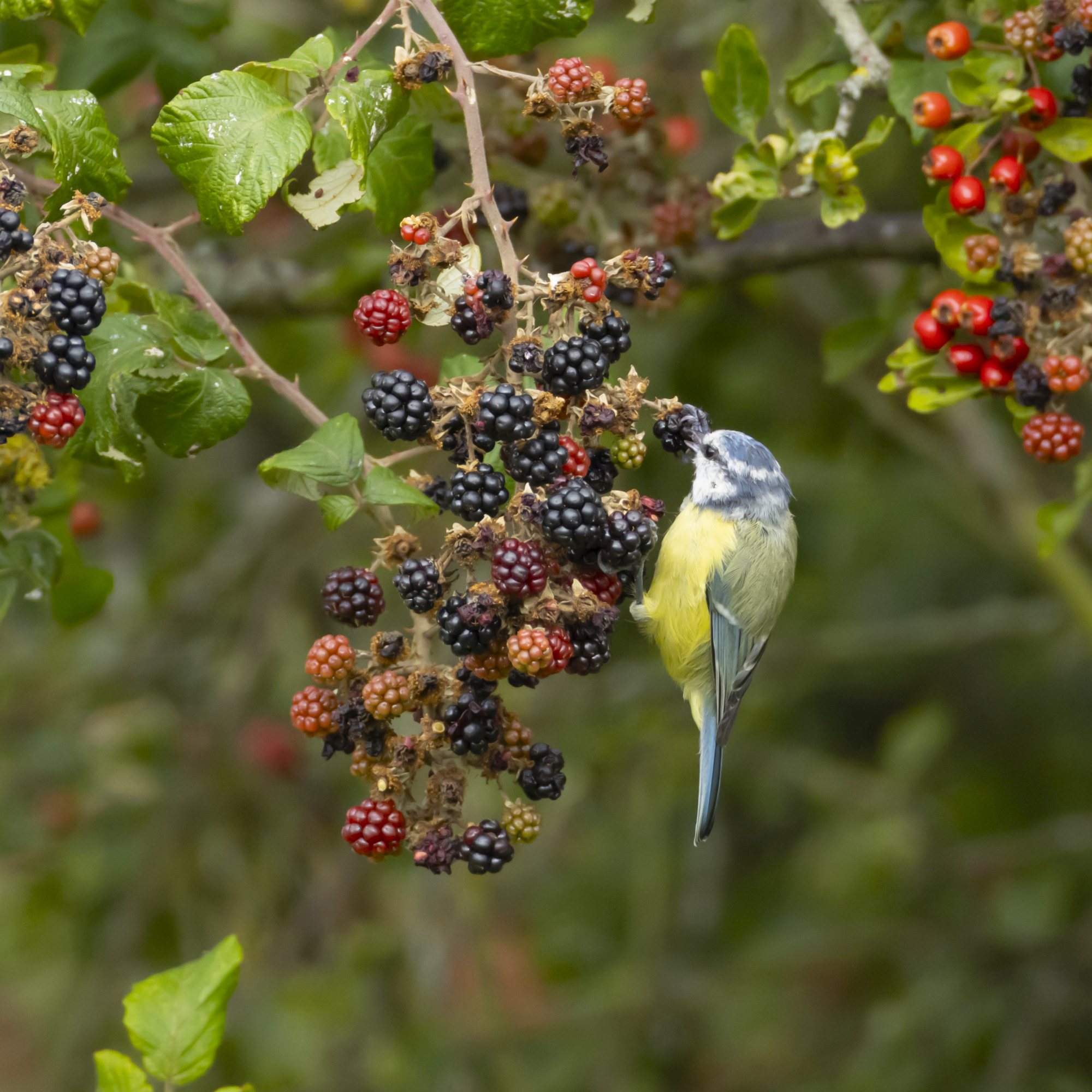 blue bird on blackberry bush