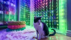 Govee Curtain Lights during author's testing