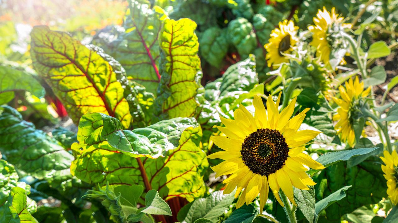 rhubarb chard and sunflowers planted together in garden