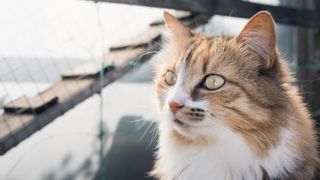 Cat using outdoor enclosure
