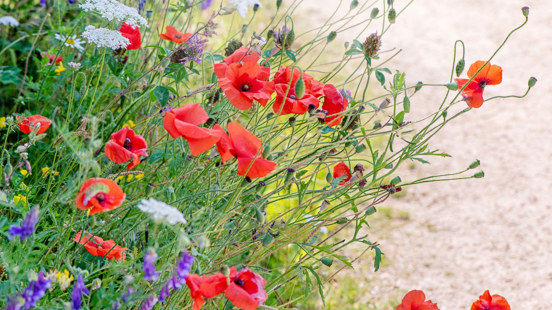 picture of poppies and other wildflowers growing in garden border
