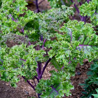 Green and purple kale plant growing in a vegetable bed