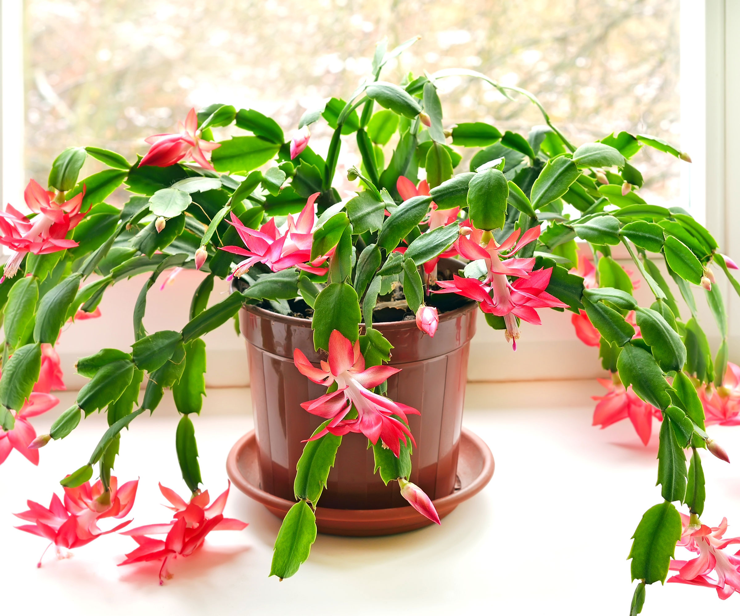 Thanksgiving cactus in bloom on windowsill