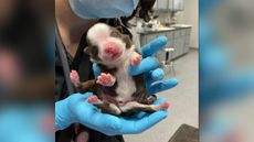 A newborn puppy named Skipper was born with six legs.