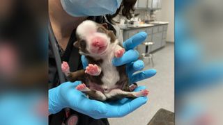 A newborn puppy named Skipper was born with six legs.