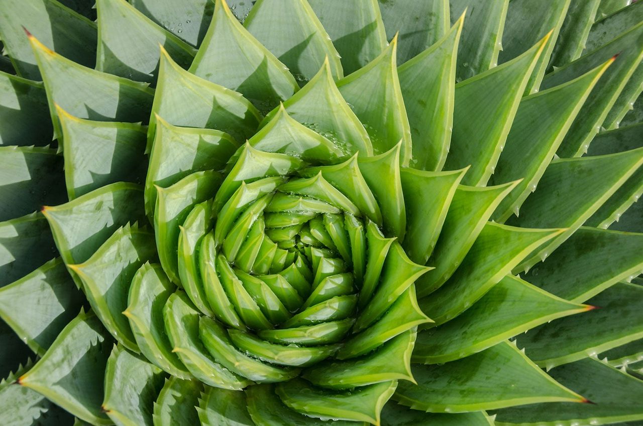 Aloe Plant With Spiraling Leaves